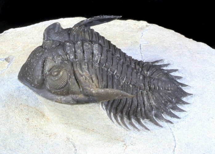 Detailed Kayserops Trilobite - Issoumour #36840